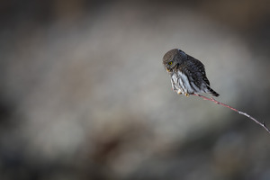 Northern Pygmy Owl