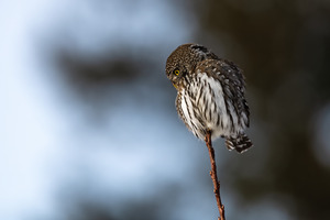 Northern Pygmy Owl