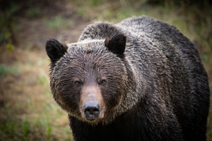 Grizzly Boar