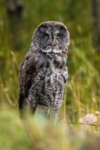Great Gray Owl