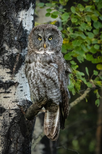 Great Gray Owl