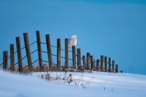 Snowy Owl