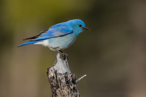 Male Mountain Bluebird