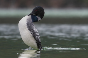 Common Loon