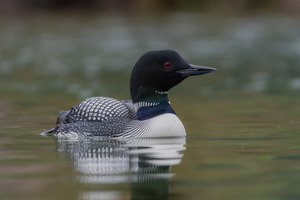 Common Loon