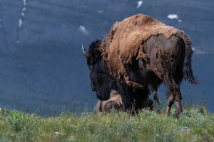 Male Bison