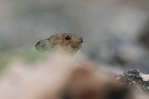 American Pika