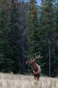 Bull Elk