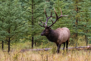 Bull Elk