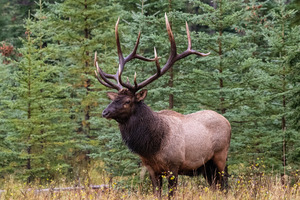 Bull Elk