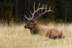 Bull Elk