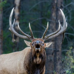 Bull Elk