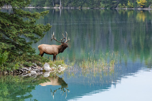 Bull Elk