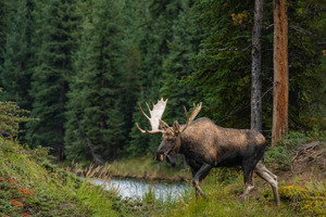 Bull Moose