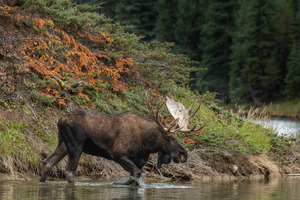 Bull Moose