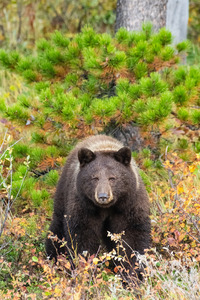 Black Bear