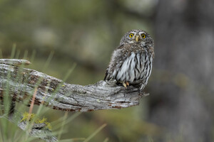 Northern Pygmy Owl