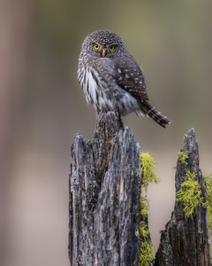 Northern Pygmy Owl