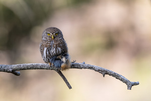 Northern Pygmy Owl