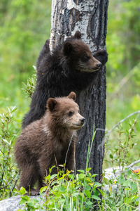 Grizzly Cubs