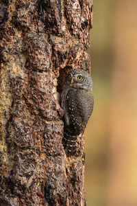Northern Pygmy Owl