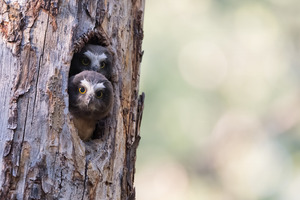 Northern Saw-Whet Owlets