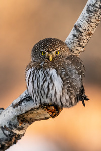 Northern Pygmy Owl