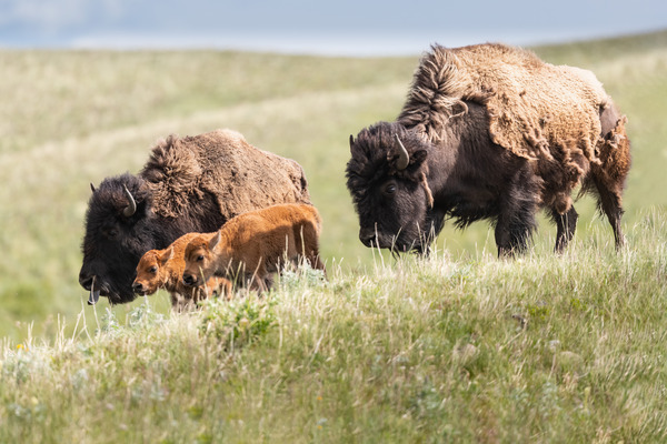 Female Bison with Calves Print