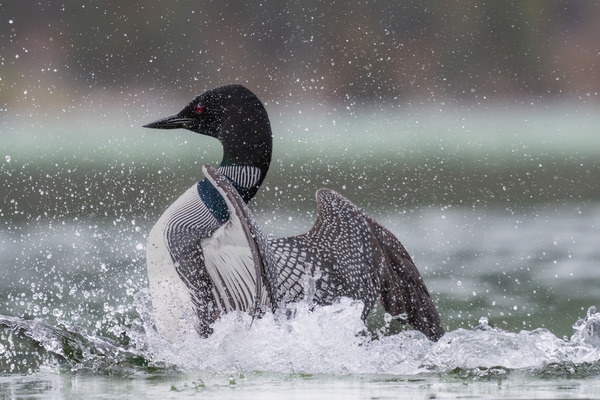 Common Loon Print