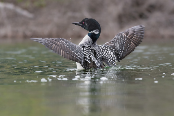 Common Loon Print