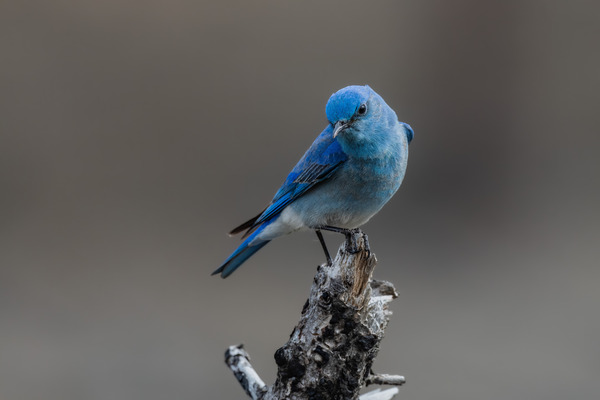 Male Mountain Bluebird Print