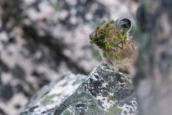 American Pika Print