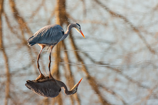 Great Blue Heron Print