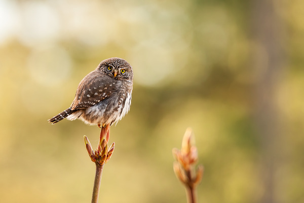 Northern Pygmy Owl Print