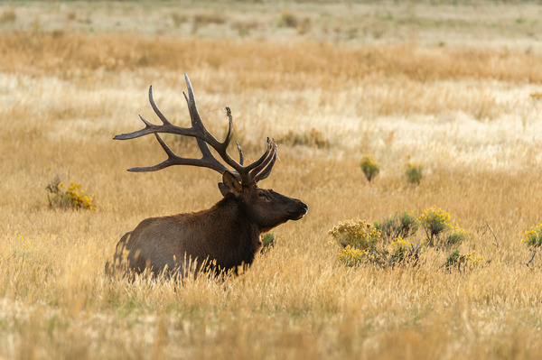 Bull Elk Print
