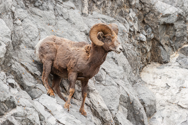 Bighorn Ram Print