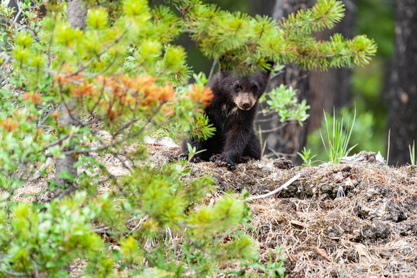 Black Bear Cub Print
