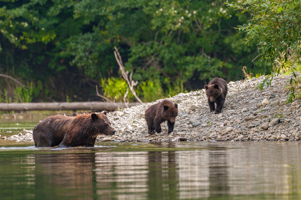 Grizzly Sow with Cubs Print
