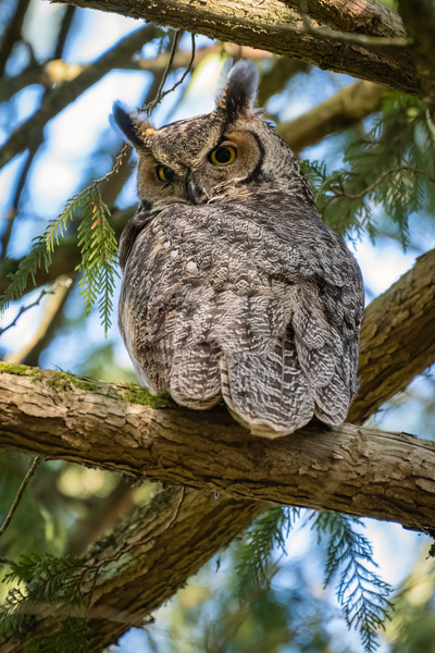 Great Horned Owl Print