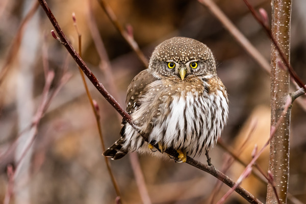 Northern Pygmy Owl Print