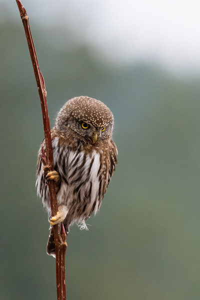 Northern Pygmy Owl Print