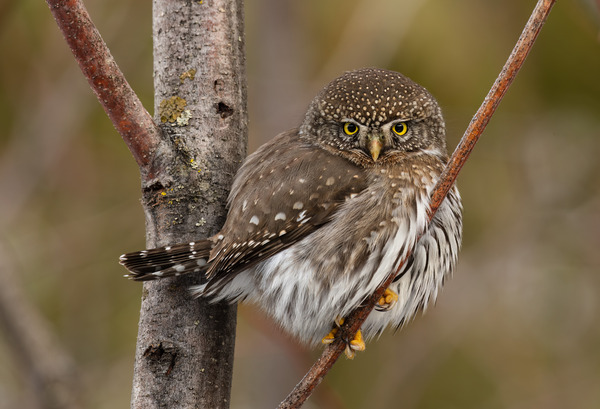 Northern Pygmy Owl Print