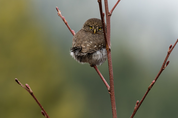 Northern Pygmy Owl Print