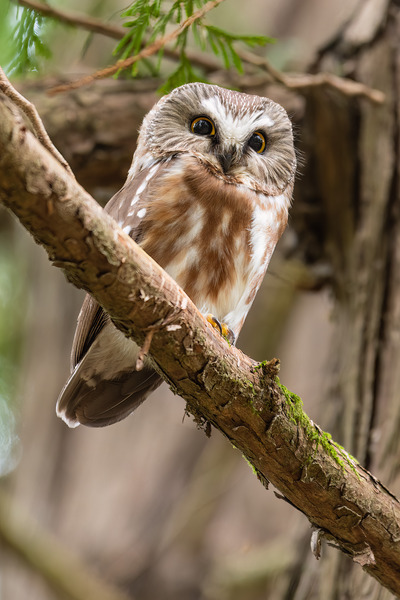 Northern Saw-Whet Owl Print