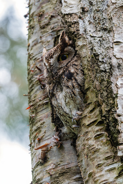 Western Screech Owl Print