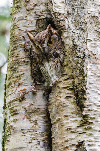 Western Screech Owl Print