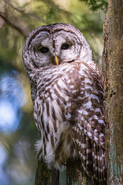 Barred Owl Print