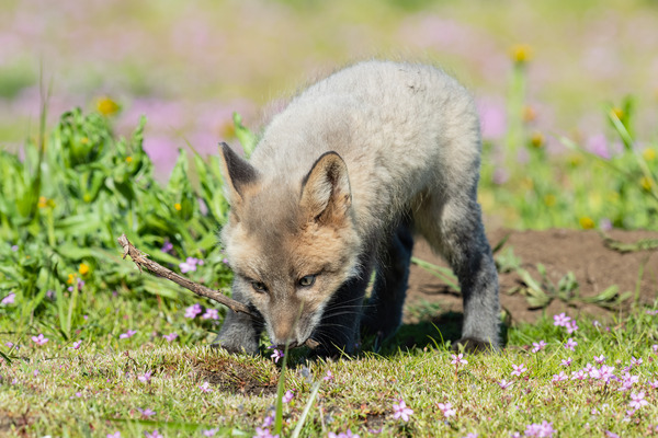 Red Fox Kit Print