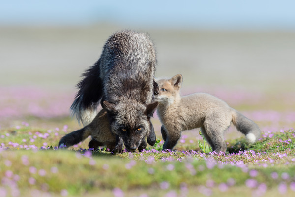Red Fox with Kits Print