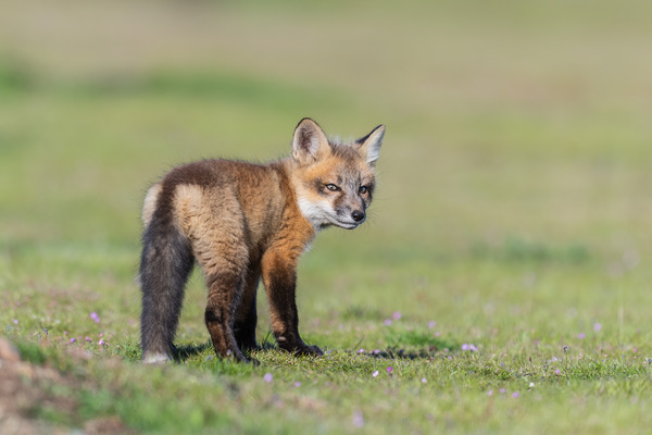 Red Fox Kit Print